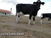 /album/vaca-girolando/vaca-girolando-10-jpg/